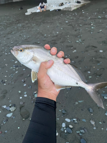 ショゴの釣果