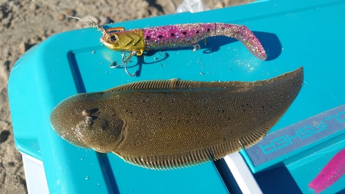 シタビラメの釣果