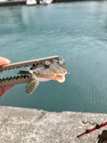 メゴチの釣果