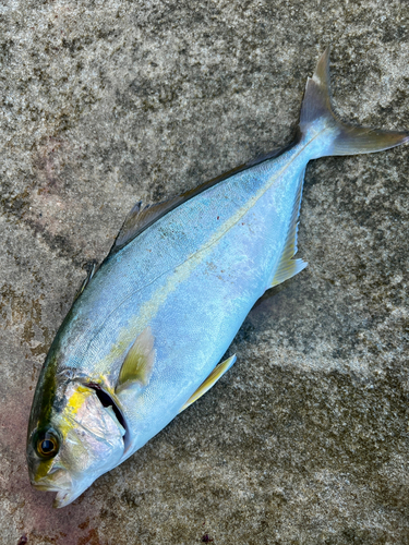 ネリゴの釣果