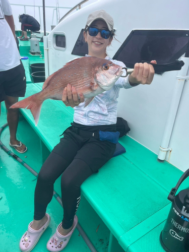 マダイの釣果