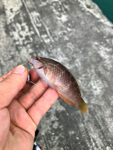 アカササノハベラの釣果