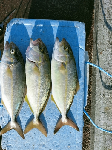 カンパチの釣果