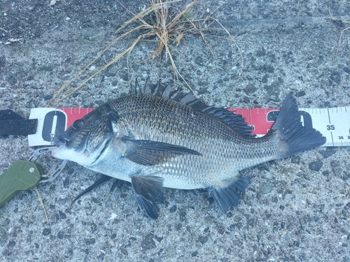 チヌの釣果