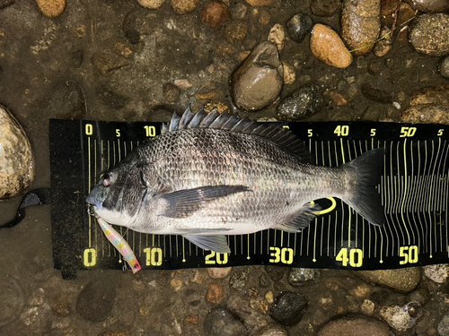 クロダイの釣果