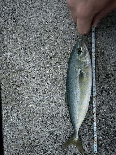 ワカシの釣果