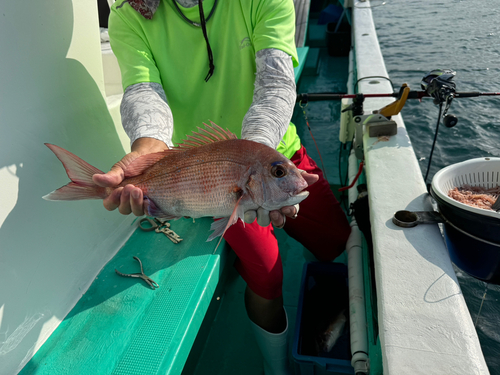 マダイの釣果