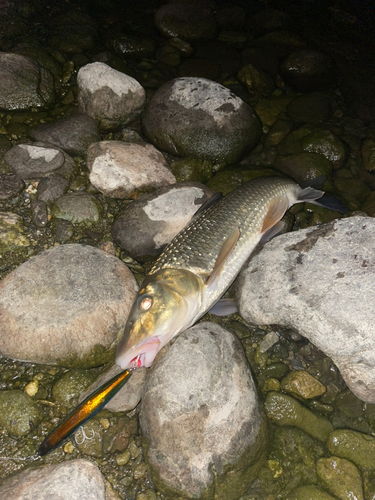 ニゴイの釣果