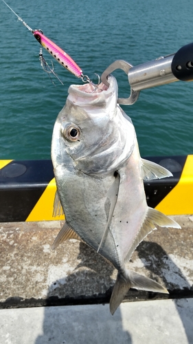 メッキの釣果