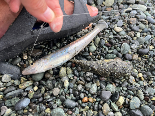 キスの釣果