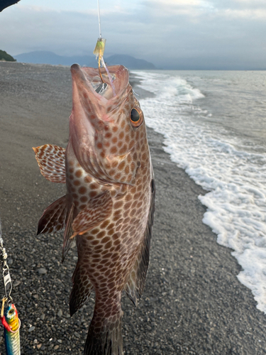 オオモンハタの釣果