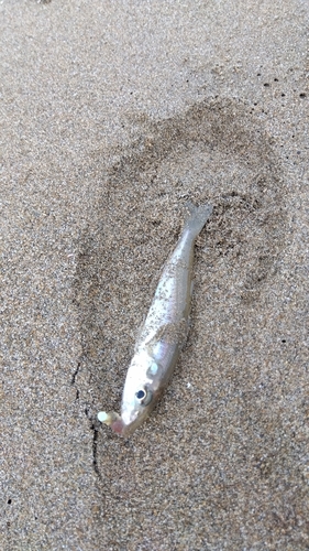 キスの釣果