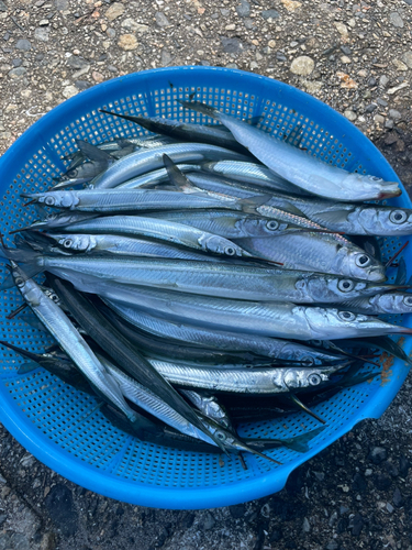 サヨリの釣果