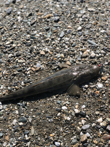 マゴチの釣果