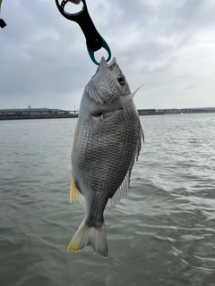 キビレの釣果