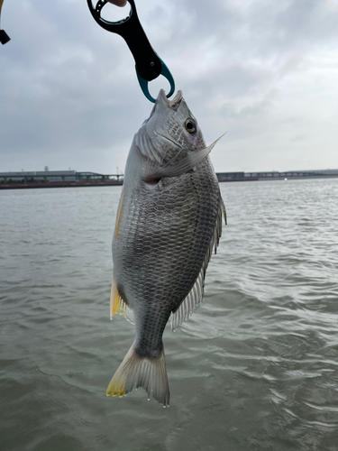 キビレの釣果