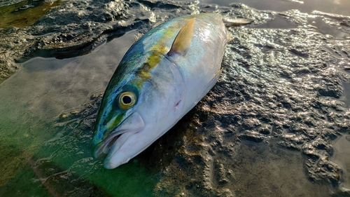 イナダの釣果