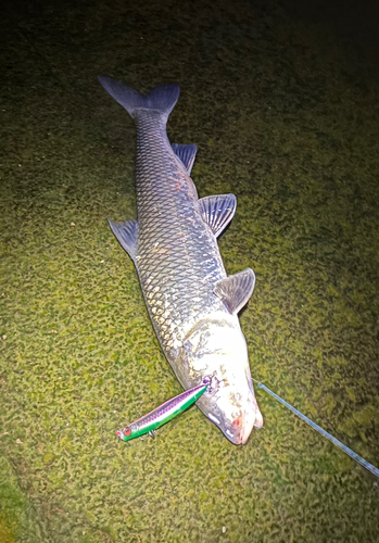 ニゴイの釣果