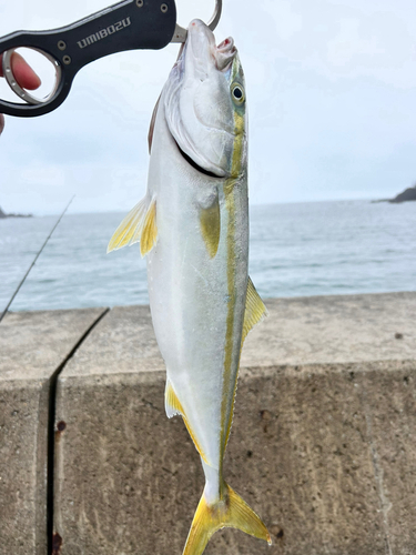 イナダの釣果