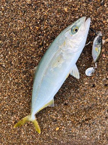 ツバスの釣果