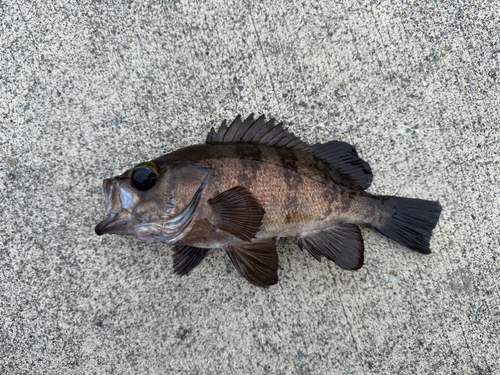 メバルの釣果