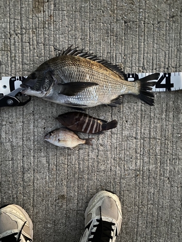 クロダイの釣果