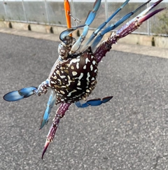 タイワンガザミの釣果