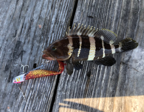 アオハタの釣果