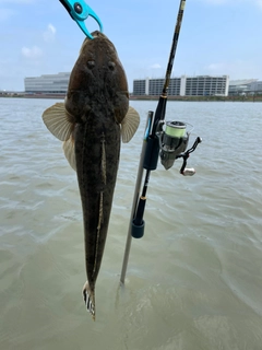 マゴチの釣果