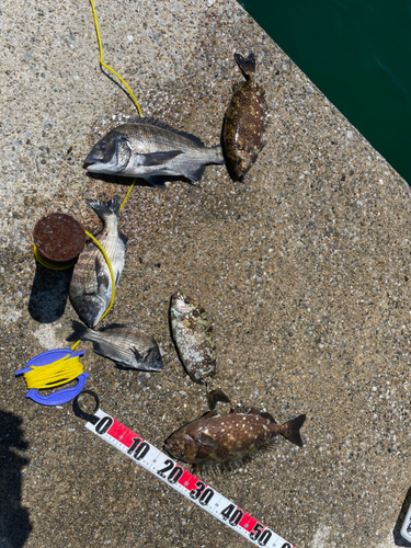 クロダイの釣果