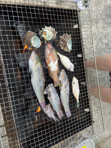 ベラの釣果