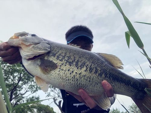 ブラックバスの釣果