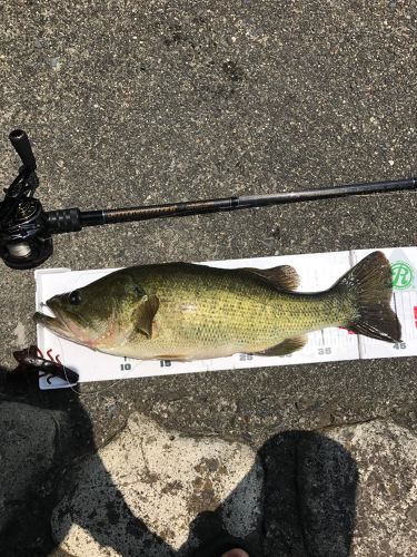 ブラックバスの釣果