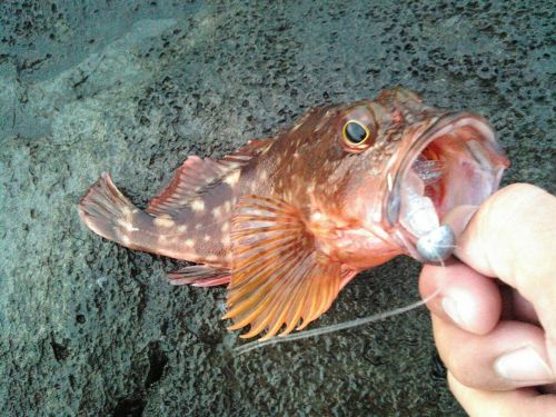 カサゴの釣果