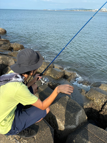 シロギスの釣果