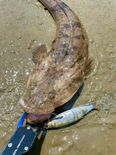 マゴチの釣果