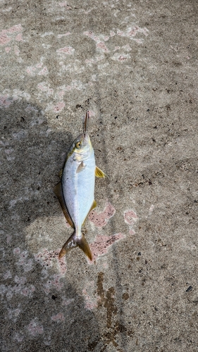 ショゴの釣果