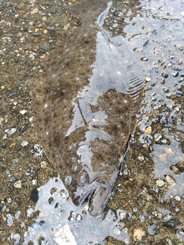 ソゲの釣果