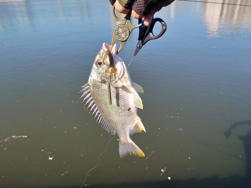 キビレの釣果