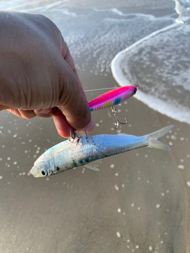 サッパの釣果