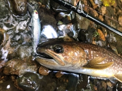 イワナの釣果