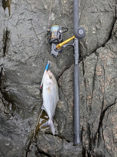 ショゴの釣果