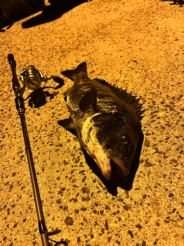 クロダイの釣果