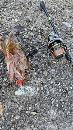 カサゴの釣果