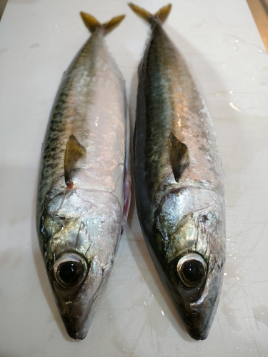 サバの釣果