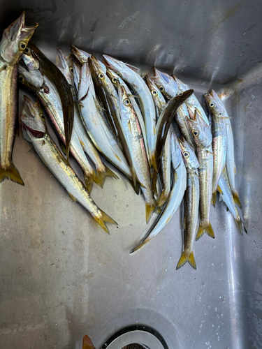 カマスの釣果