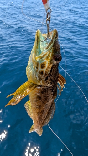 アナハゼの釣果