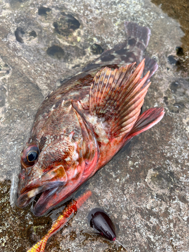 カサゴの釣果