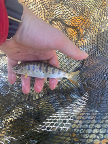 ヤマメの釣果