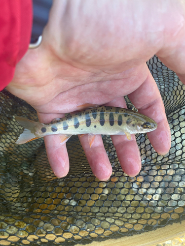 ヤマメの釣果